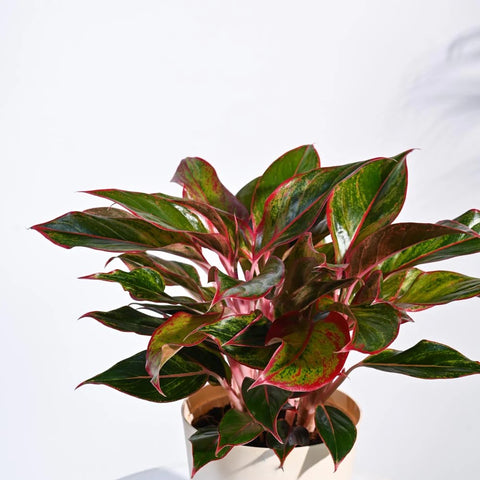 Aglaonema Siam Aurora