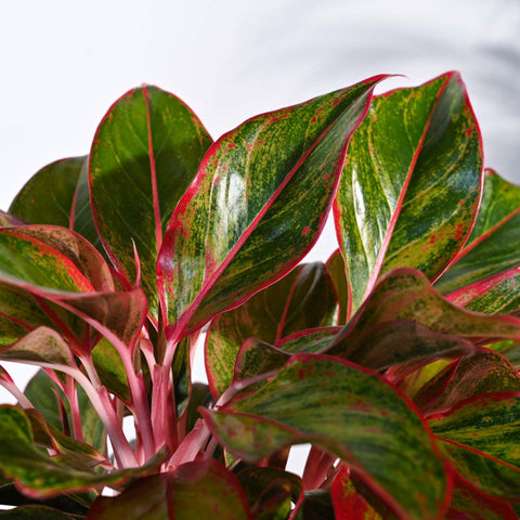 Aglaonema Siam Aurora