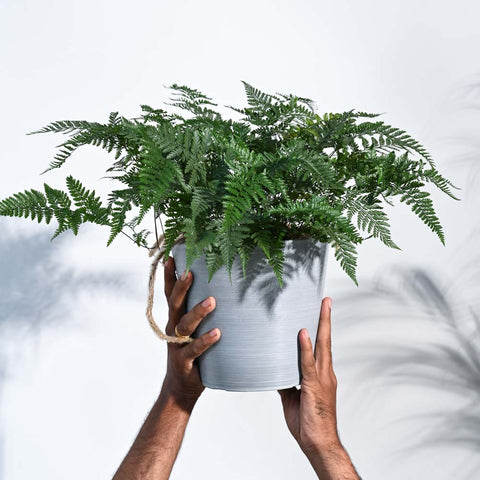 Rabbit's Foot Fern