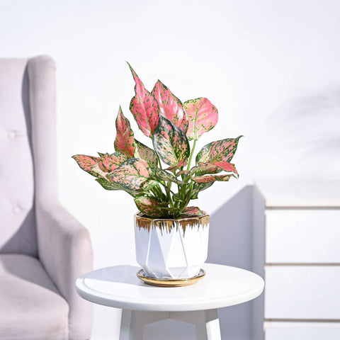 Aglaonema Pink Beauty