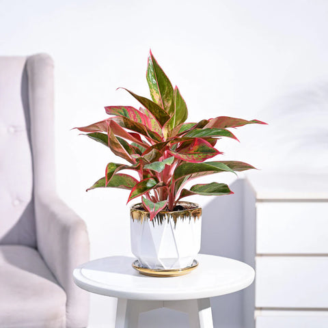 Aglaonema Siam Aurora