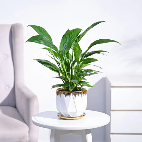 Peace Lily