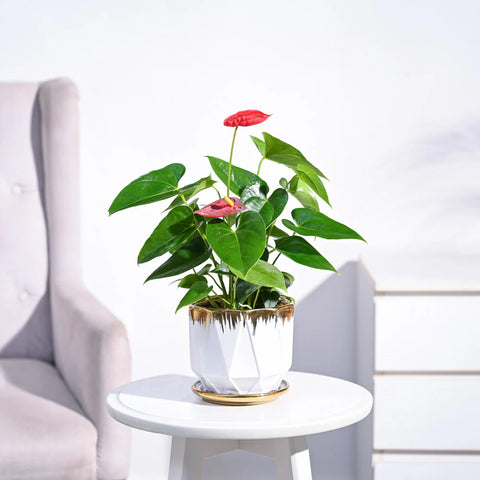 Anthurium Red