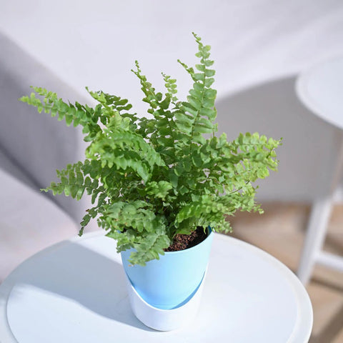 Boston Compacta Fern