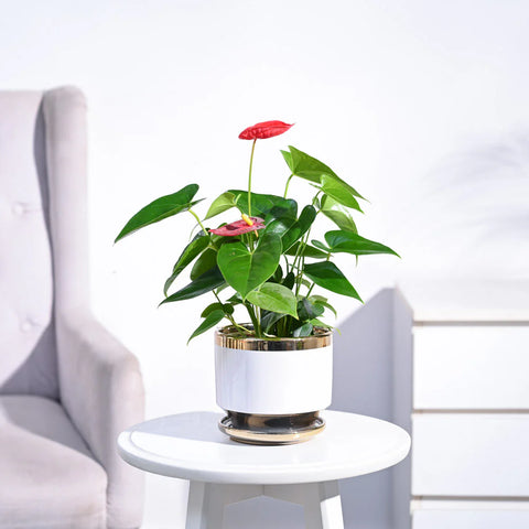 Anthurium Red