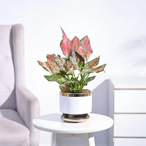 Aglaonema Pink Beauty