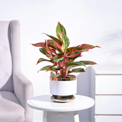 Aglaonema Siam Aurora