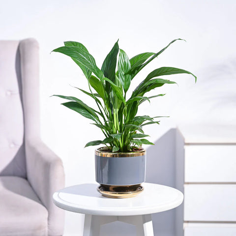 Peace Lily