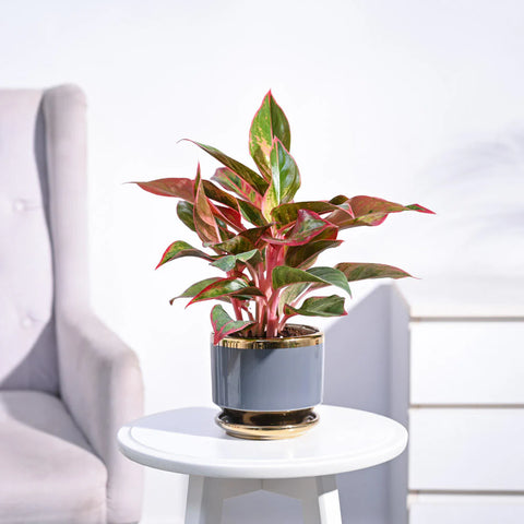 Aglaonema Siam Aurora
