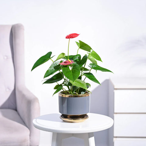 Anthurium Red