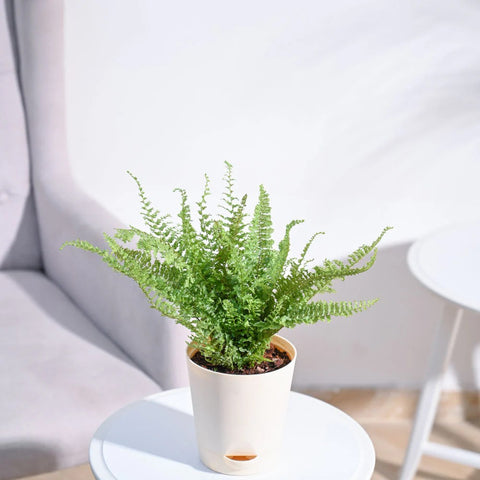 Fern Fluffy Ruffle