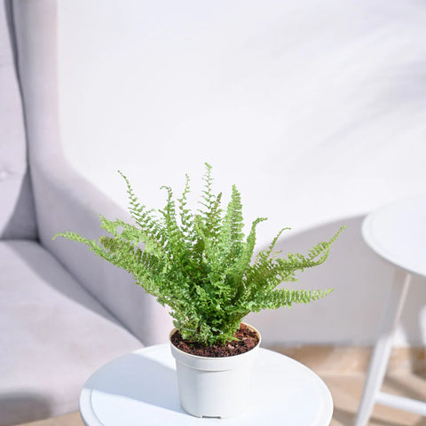 Fern Fluffy Ruffle