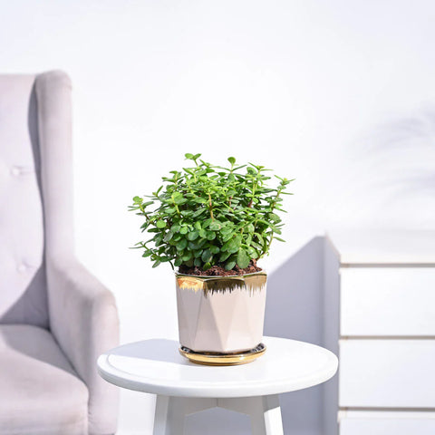 Jade Mini
