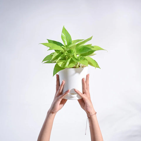 Money Plant Golden