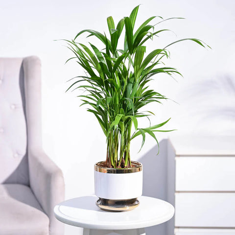 Areca Palm