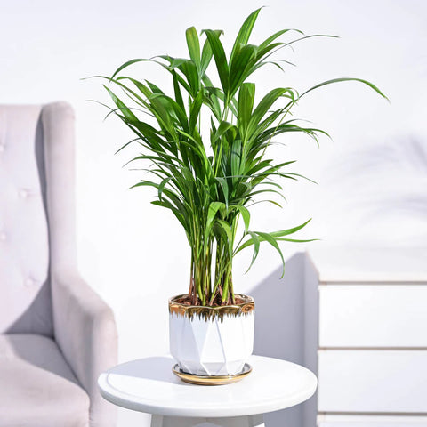 Areca Palm
