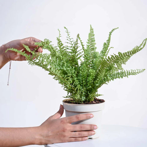 Fern Fluffy Ruffle