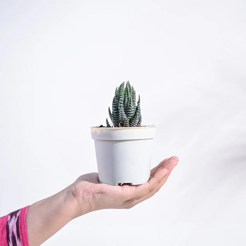 Haworthia Coarctata