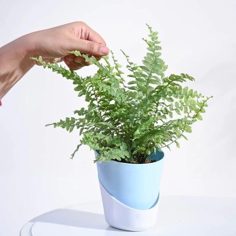 Boston Compacta Fern