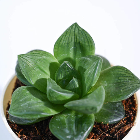 Haworthia Cymbiformis