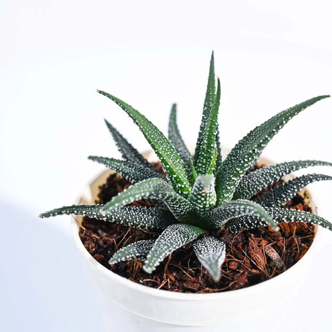 Haworthia Fasciata