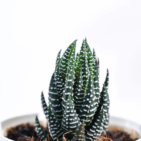 Haworthia Coarctata
