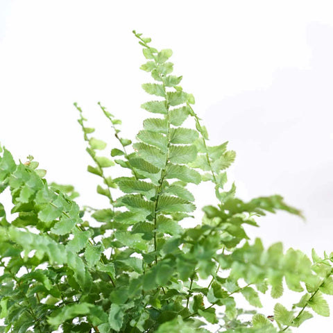 Boston Compacta Fern