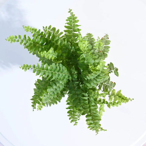 Boston Compacta Fern