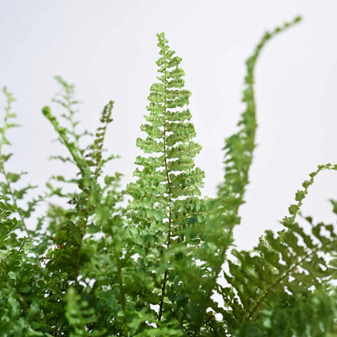 Fern Fluffy Ruffle