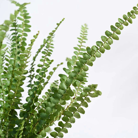 Button Fern