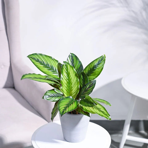 Calathea Pinstripe