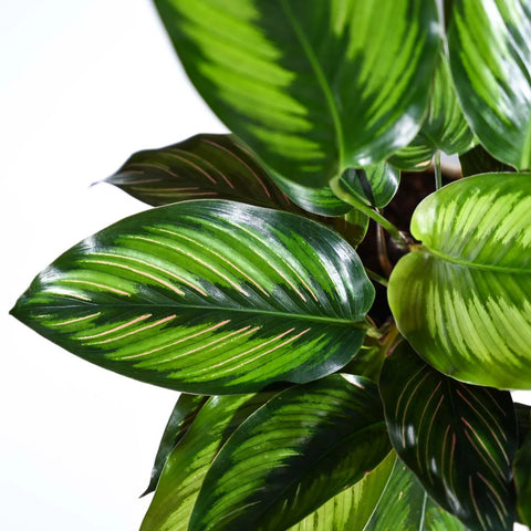 Calathea Pinstripe