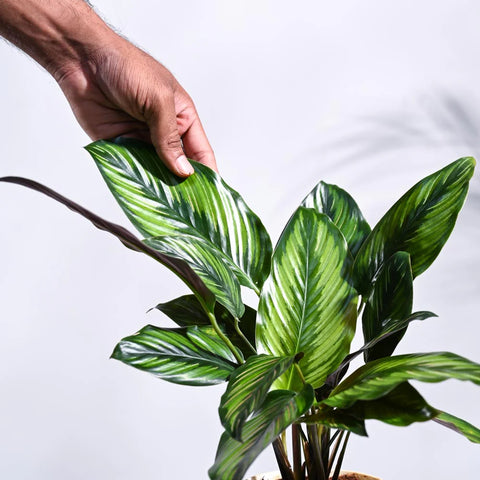 Calathea Pinstripe