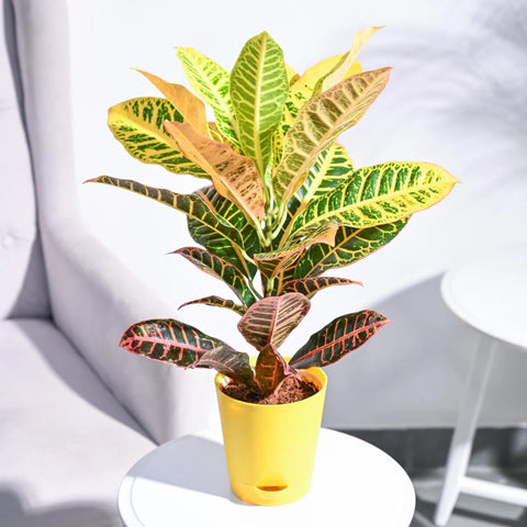 Croton Petra