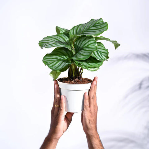 Calathea Orbifolia