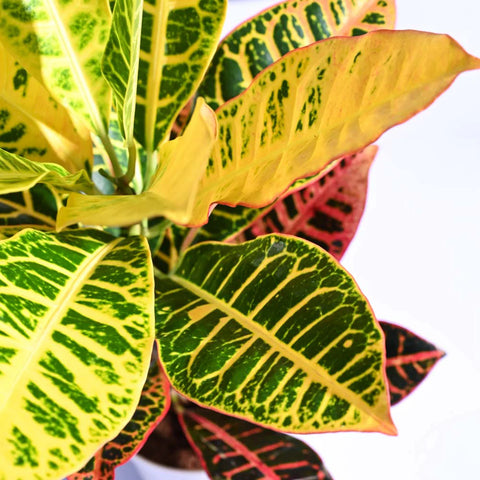 Croton Petra