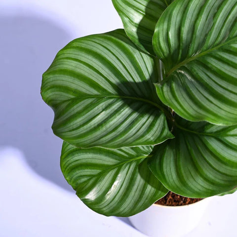 Calathea Orbifolia