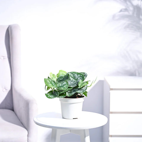 Money Plant Satin - Scindapsus Pictus Argyraeus