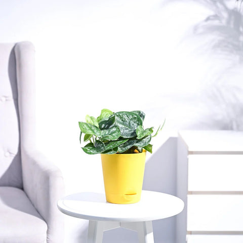 Money Plant Satin - Scindapsus Pictus Argyraeus