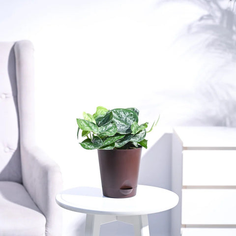 Money Plant Satin - Scindapsus Pictus Argyraeus