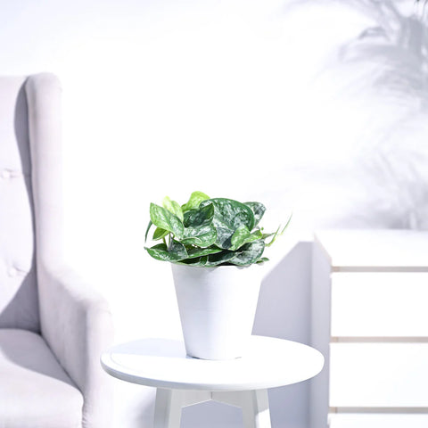 Money Plant Satin - Scindapsus Pictus Argyraeus