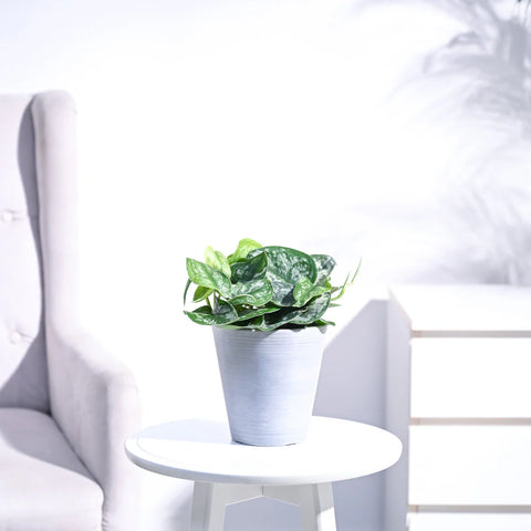 Money Plant Satin - Scindapsus Pictus Argyraeus