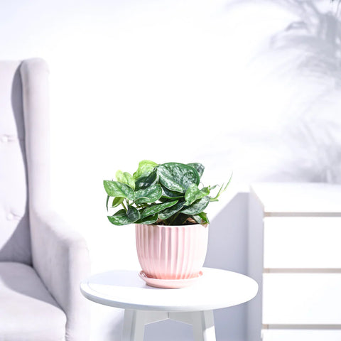Money Plant Satin - Scindapsus Pictus Argyraeus