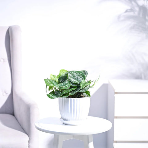 Money Plant Satin - Scindapsus Pictus Argyraeus