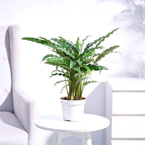Calathea Rufibarba