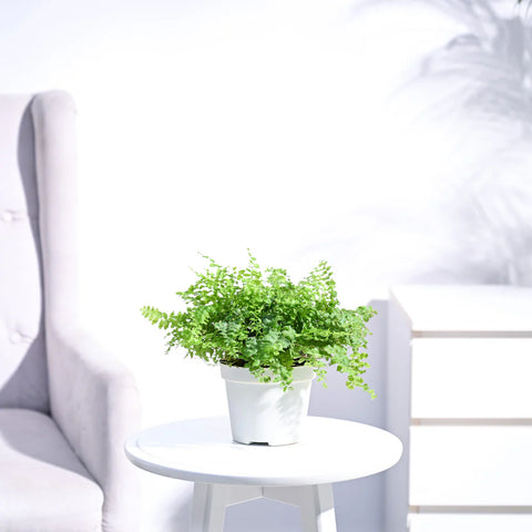 Boston Compacta Fern