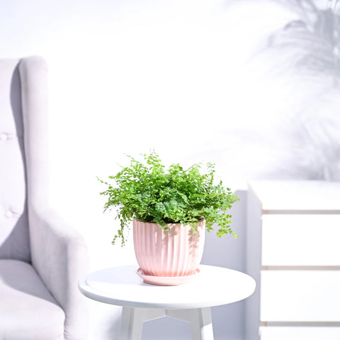 Boston Compacta Fern