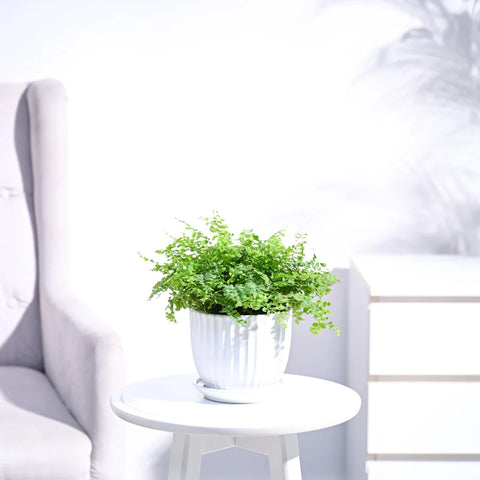 Boston Compacta Fern
