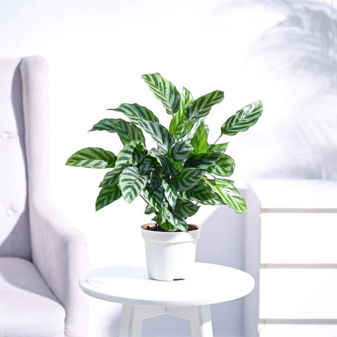 Calathea Freddie