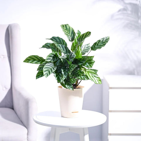 Calathea Freddie